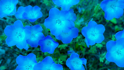 blaue blumen