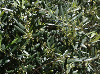 Dense foliage of an olive tree in spring with tiny buds of white blossoms shortly before opening