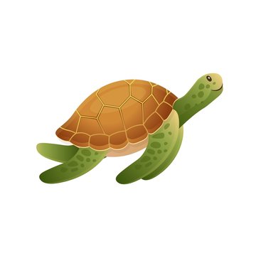 Cartoon a turtle on a white background. Vector illustration