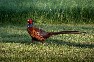 Fototapeta premium dancing pheasant
