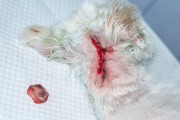close-up photo of a white dog with a tumor on his skin after surgery