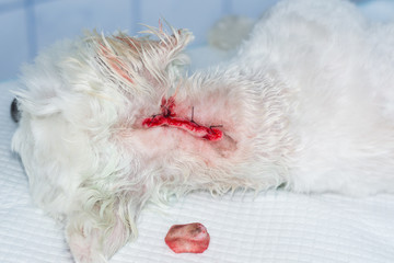 close-up photo of a white dog with a tumor on his skin after surgery