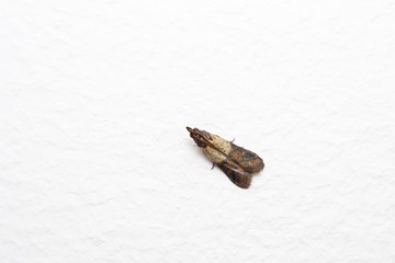 close-up photo of a night butterfly on white surface