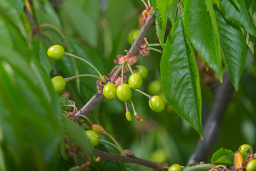 close-up photo of raw cherries in spring season