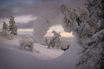 Typical winter Scandinavian landscape with snow-covered trees on mountain in beautiful sunset light. Figures from snow-covered fir-tree at sunset in Lapland. Northern Ostrobothnia, Finland. © Anatoly Gordienko