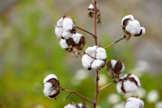 Dried white fluffy cotton flower, on the branch