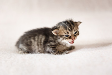 Tiny kitten on a cream background