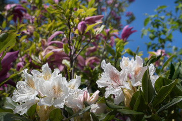 Close up of white rhododendron flower with red magnolia in the blurred background