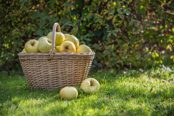 A large basket filled with yellow apples stands in the garden