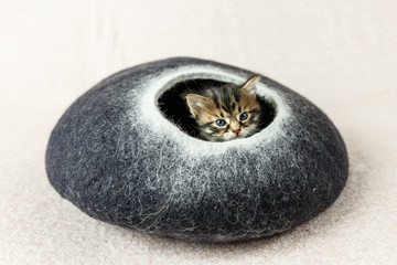 2 week old tabby kitten peaking out of its hiding place