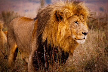 Portrait of a Magnificent Male Lion