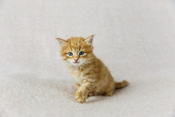 2 week old kitten on a cream background