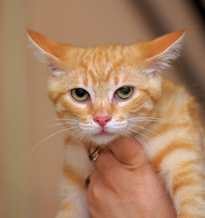 red with white striped kitten in hands