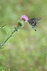 Spicebush Swallowtail