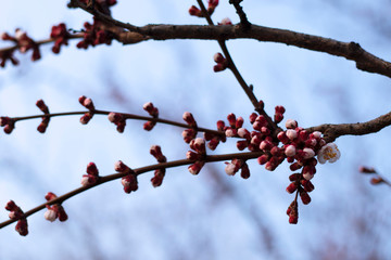 Branches with swollen saturated pink buds of cherry and a blossoming white flower are shot close-up against a background of blurry sky.