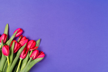 Beautiful red tulips on blue background. Happy Mothers day. Space for text. Greeting card. Hello spring concept. Greeting card. Holidays concept. Copy space, top view. Birthday. Copy space. Top view