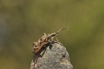 NATURE
