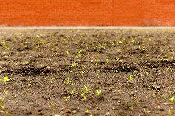 Green sprouts in the ground with red brick wall in the background