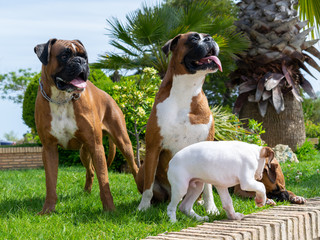 Family of boxer dogs posing for photograph