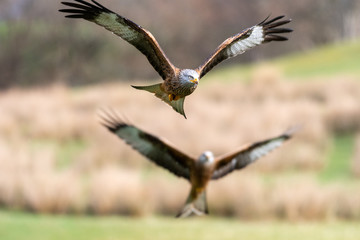 Red Kite (Milvus milvus) flying in mid-Wales
