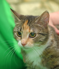 tricolor with red striped cat