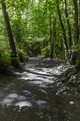 A sunlight dappled woodland path