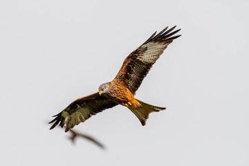Red Kite (Milvus milvus) flying in mid-Wales