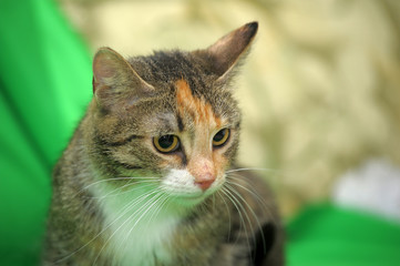 tricolor with red striped cat