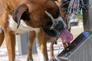 two boxer dogs drinking water