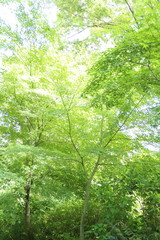 Fototapeta na wymiar 初夏の美しい木々の風景
