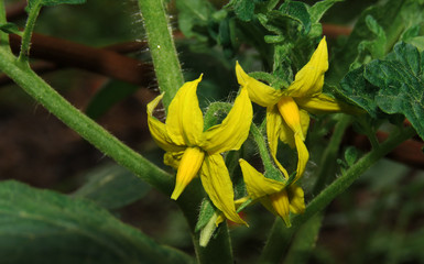 Tomato plant and Tomato Flowers,yellow flower in the garden,yellow  tomato flower,
The tomato is the edible, often red, berry of the plant Solanum lycopersicum, commonly known as a tomato plant. 