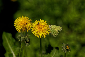 NATURE