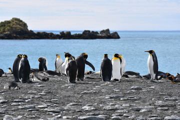 Gold Harbour, South Georgia Island
