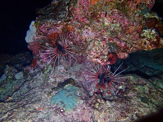 Traveling on the seabed of Thailand