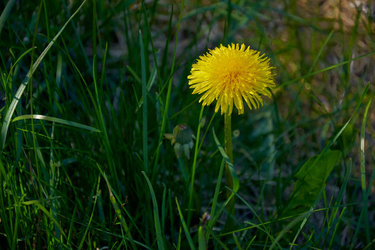 Common Dandelion In The Springtime Grass