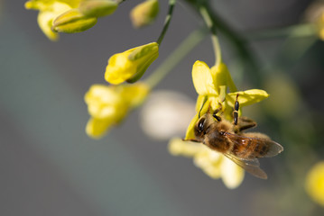 Honey bees gathering pollen on the yellow flowers of blossoming Tuscan Kale
