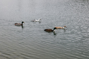 Wild and domestic ducks swim in the lake...