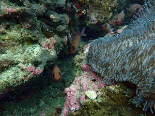 Traveling on the seabed of Thailand