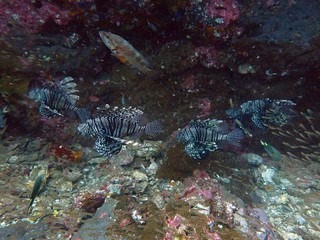 Traveling on the seabed of Thailand