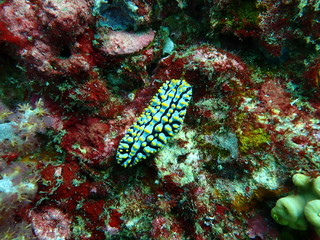 Traveling on the seabed of Thailand