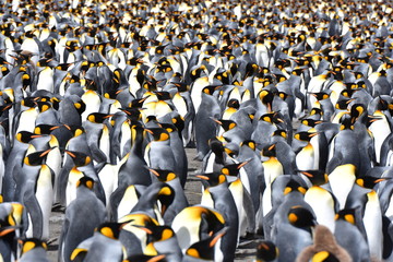 King penguins at Gold Harbour, South Georgia Island