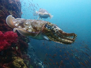 Traveling on the seabed of Thailand