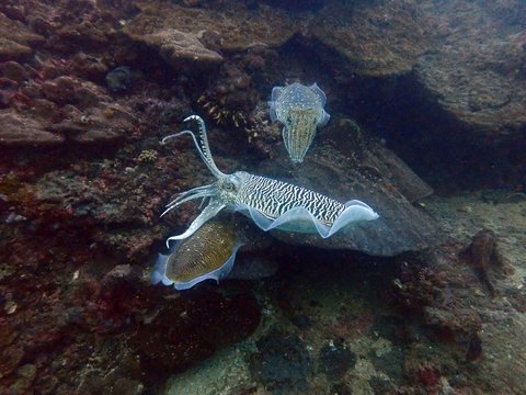 Traveling on the seabed of Thailand