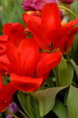 Fototapeta premium Red Tulip Madame Lefeber, Fosteriana cultivar