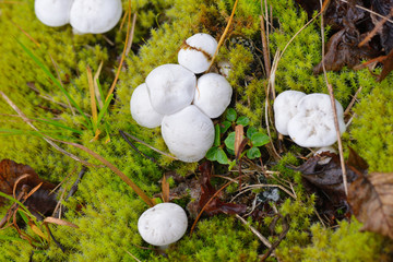 Mehl-R&auml;sling oder Mehlpilz (Clitopilus prunulus)