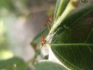 ant on leaf