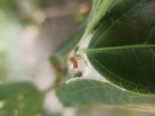 ant on a leaf