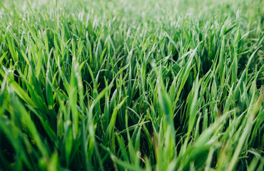 Morning dew on wheat planted in spring