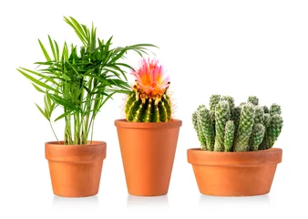 Fototapete Kaktus im Topf Sammlung verschiedener Kakteen und Sukkulenten