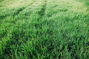 Wet field of wheat planted in spring